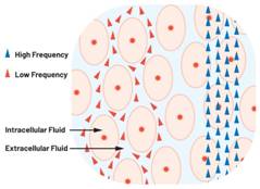  圖1.人體組織的電導(dǎo)率  因此，按照如上初步近似思路，模擬人體行為的電子電路可以建模如下：電阻Ri（細(xì)胞內(nèi)電阻）與電容（細(xì)胞膜電容）串聯(lián)，二者與另一個電阻Re（細(xì)胞外電阻）并聯(lián)，如圖2所示2。人體的阻抗范圍在1 kHz左右的低頻時為10 kΩ至1 MΩ，在1 MHz左右的高頻時為1 kΩ至100 Ω。