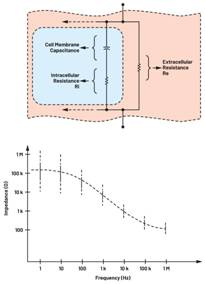  圖3.人體皮膚的三種主要RC分層模型：(a) Tregear、(b) Lykken、(c) Montague